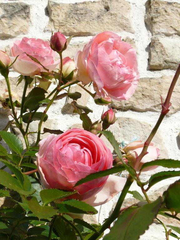 Le Clos De La Vigne Montreuil  Bagian luar foto